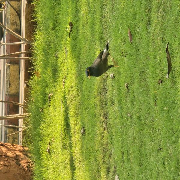 Excursion on Bird Watching conducted by Natures club