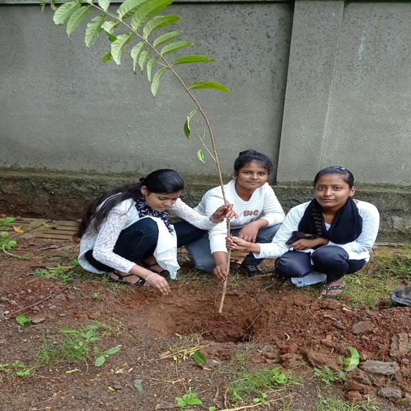 Tree Plantation Drive