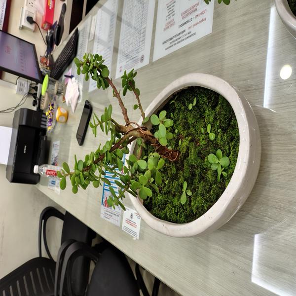 Workshop conducted on growing bonsai